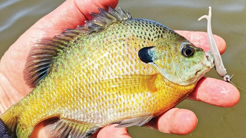 Here are some summertime sunfish lakes to consider in Ohio – Outdoor News