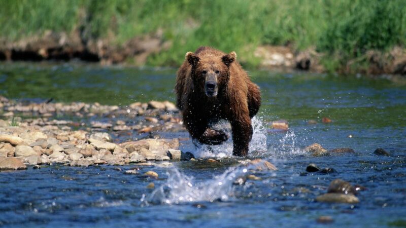 Here’s Video Evidence That You Can’t Outrun a Grizzly Bear