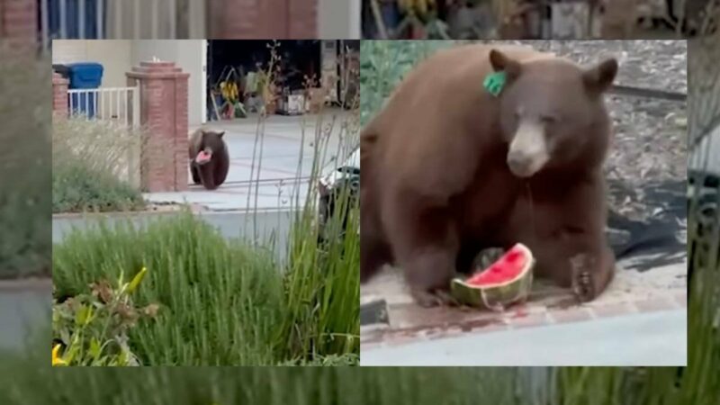 Hide Your Melons: Bear Finds a Sweet Treat in SoCal Fridge