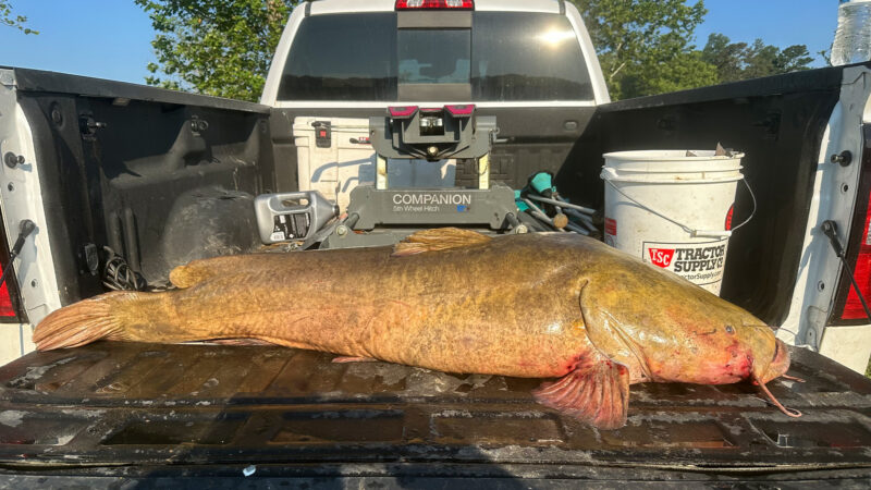 ‘Holy Moly!’ Massive Flathead Caught on Trotline Is Just Shy of State Record