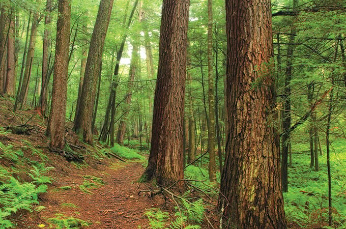 Hope growing that Pennsylvania’s state tree, the Eastern hemlock, can beat invasive adelgids – Outdoor News