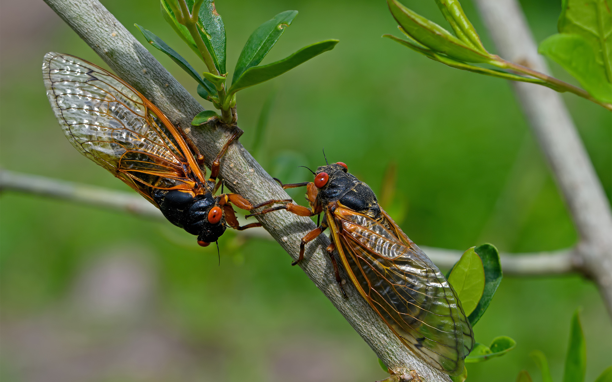 Two periodical cicadas in a tree.