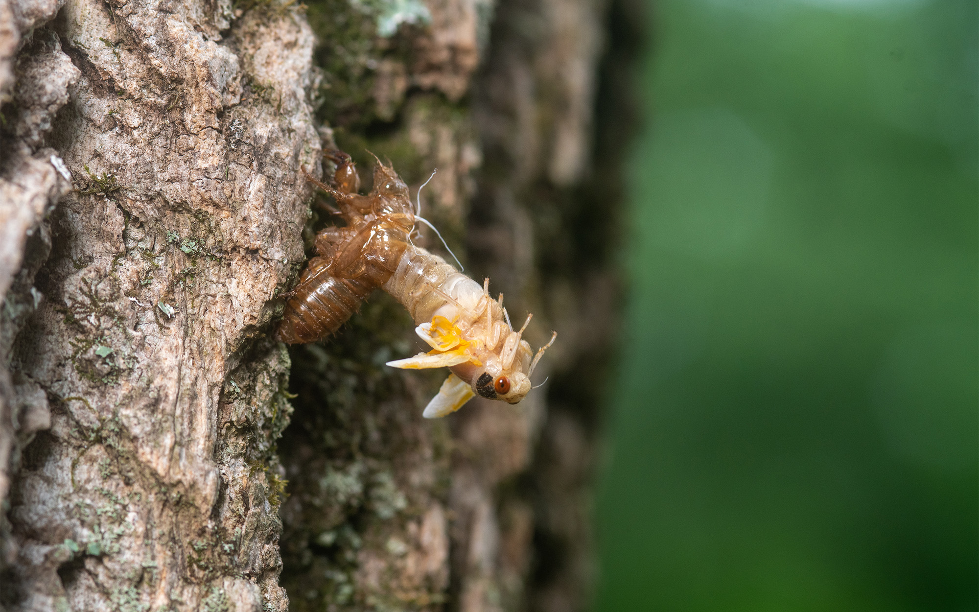 A cicada molts on a tree.