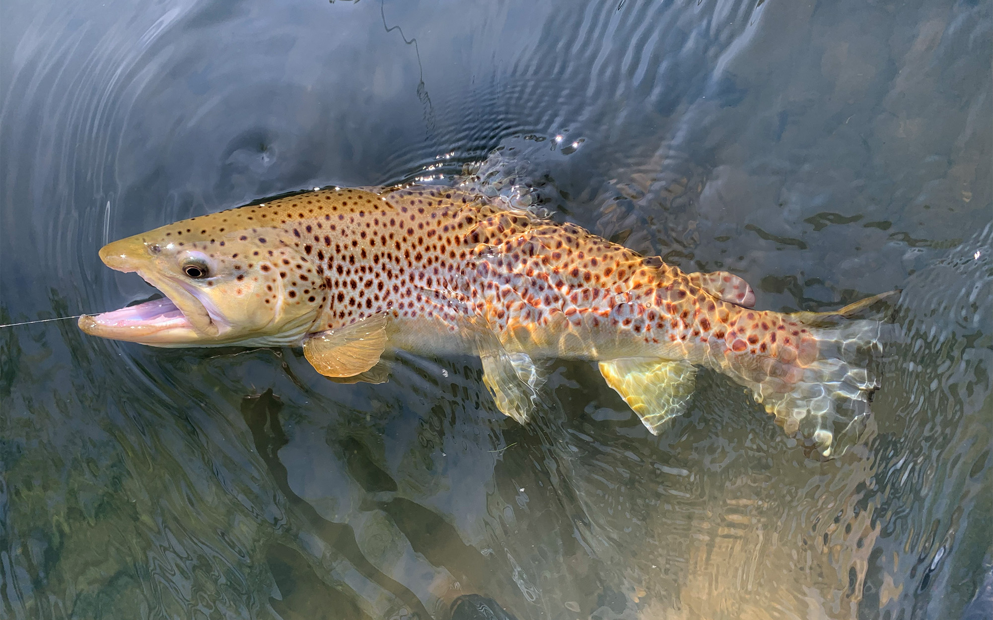 A brown trout caught on the fly.