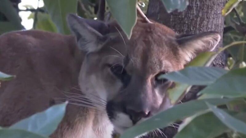 ‘I Thought I’m the Only Cougar in the House’: Woman Spots Mountain Lion in Avocado Tree