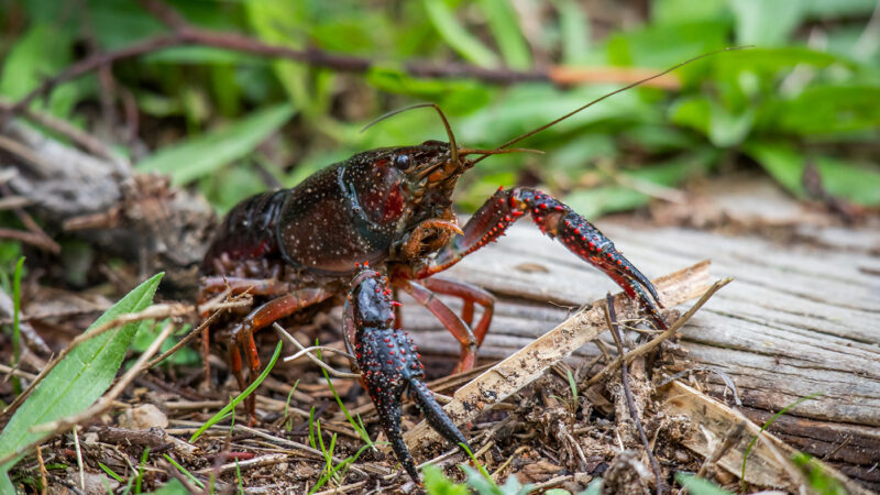 Illinois DNR says anglers should avoid red swamp crayfish – Outdoor News