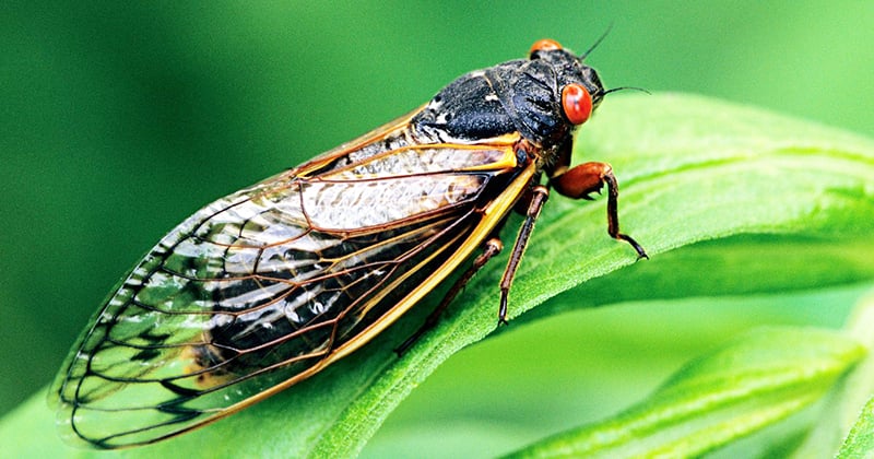 Illinois DNR taps double cicada emergence to inspire state’s artists – Outdoor News