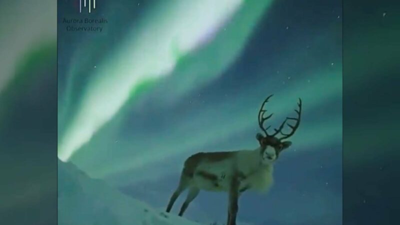 Immaculate Footage of Reindeer Under the Northern Lights Takes Internet by Storm