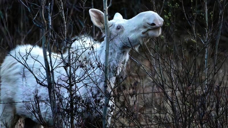 Incredible White ‘Spirit Moose’ Filmed in Canada