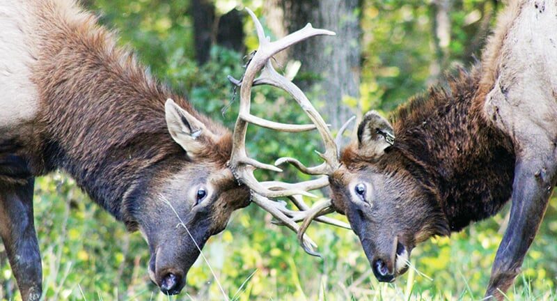 Kentucky elk helping to repopulate West Virginia – Outdoor News