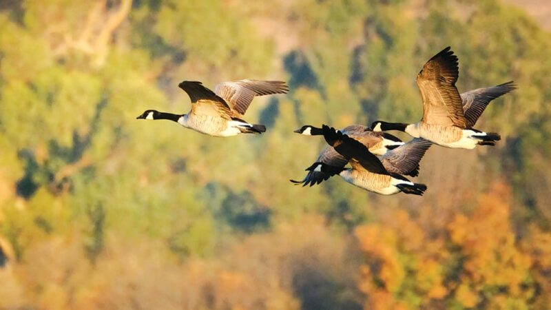 Length of Canada geese season reduced by Pennsylvania Game Commission – Outdoor News