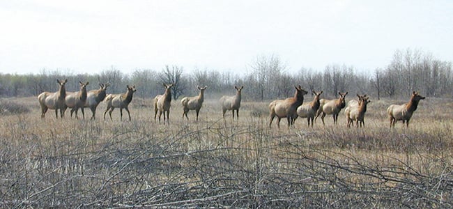Minnesota DNR drops elk tags to 10 for 2024 – Outdoor News