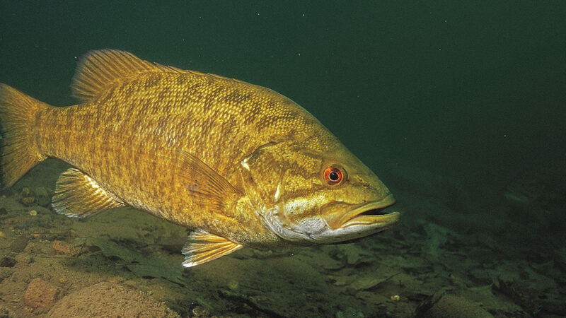 MN Daily Update: Here’s how to catch river smallmouth right now – Outdoor News