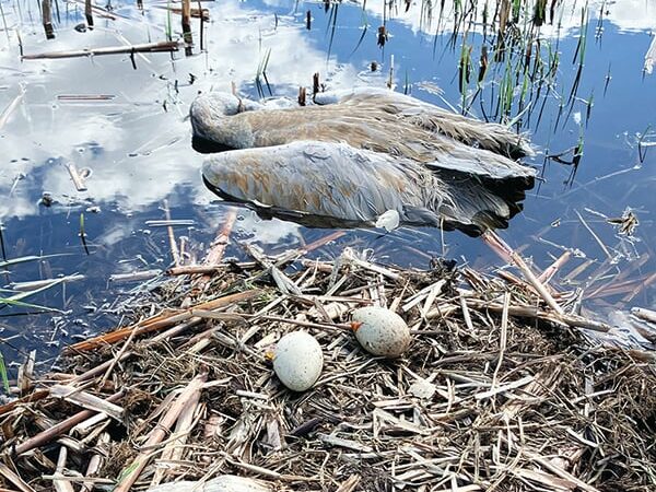 MN Daily Update: Report info regarding poached sandhill crane in Todd County – Outdoor News