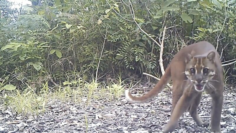 More ‘Fire Tiger’ Footage—Check out Southeast Asia’s Elusive Cat