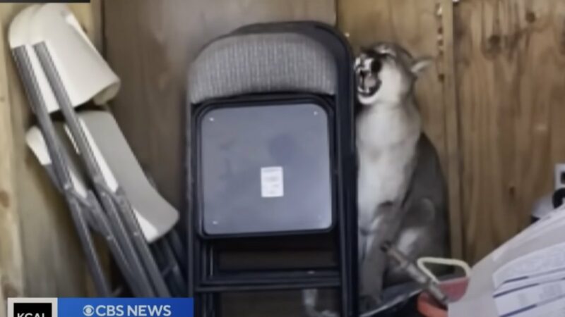 Mountain Lion Sleeps in Backyard Shed After Eating a Pet Turkey