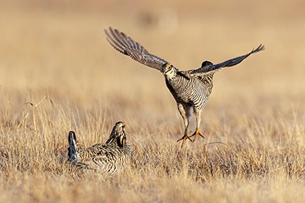 Nature Smart: The now too-rare prairie chickens – Outdoor News