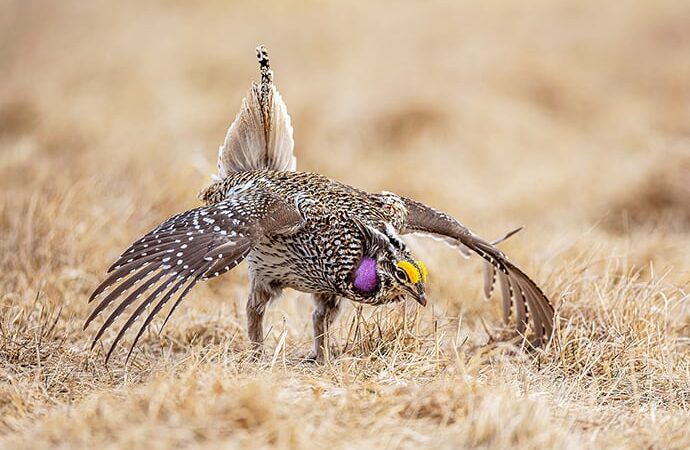 Nature Smart: Understanding the sharp-tailed grouse – Outdoor News