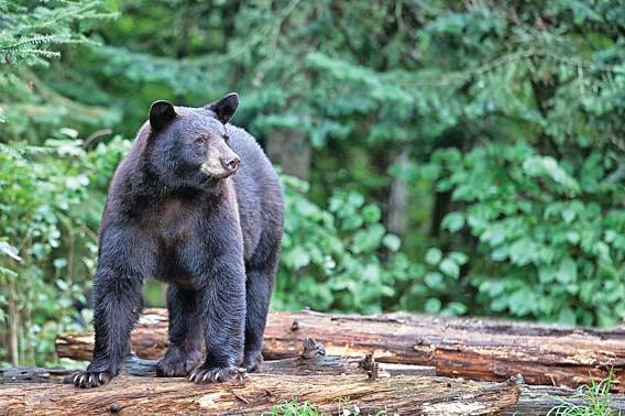 New bear-related rules in effect for Minnesota’s Boundary Waters Canoe Area Wilderness – Outdoor News