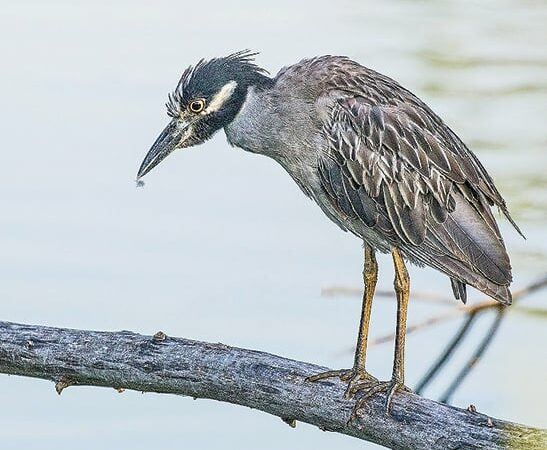 New York’s ‘lights out’ initiative protects migrating birds – Outdoor News