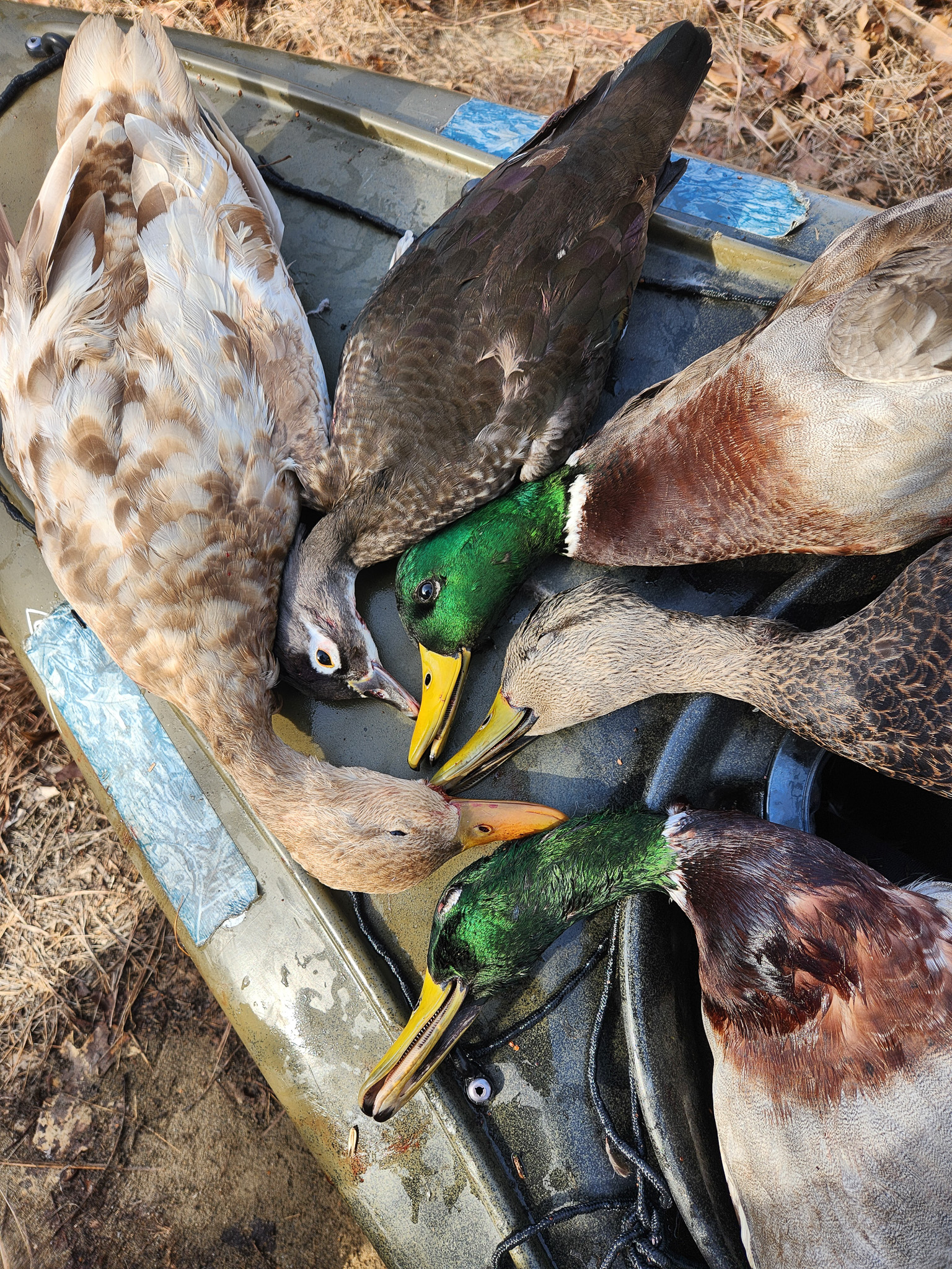 Five ducks on a kayak, including a leucistic black duck.