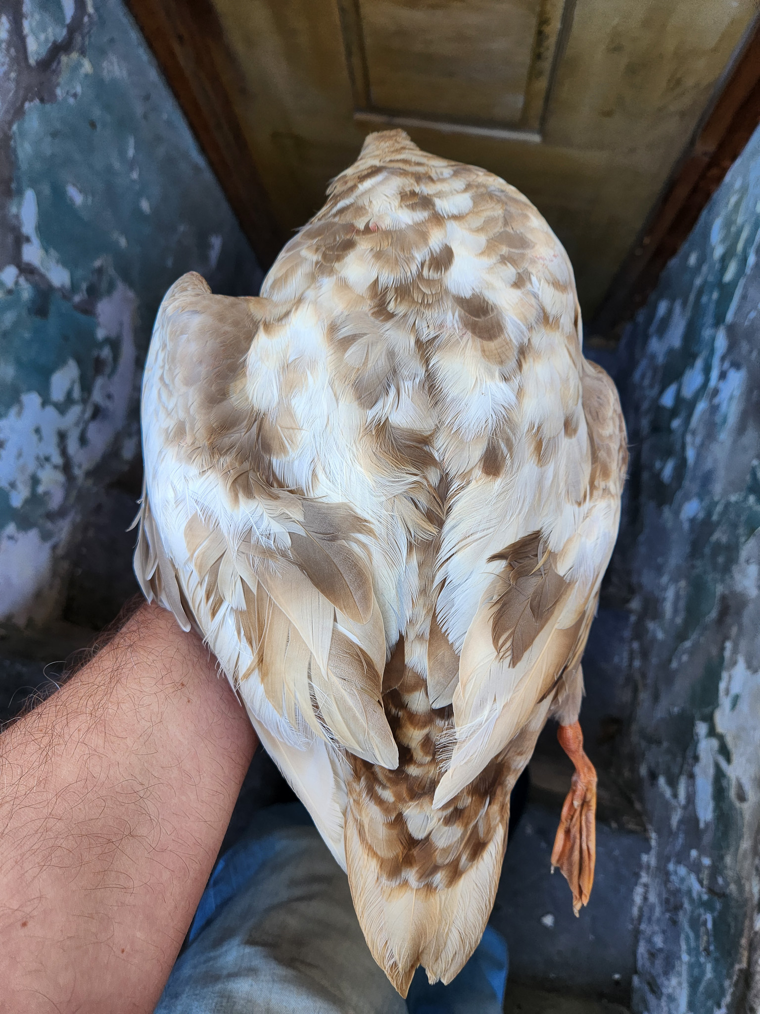 The plumage of a leucistic black duck.