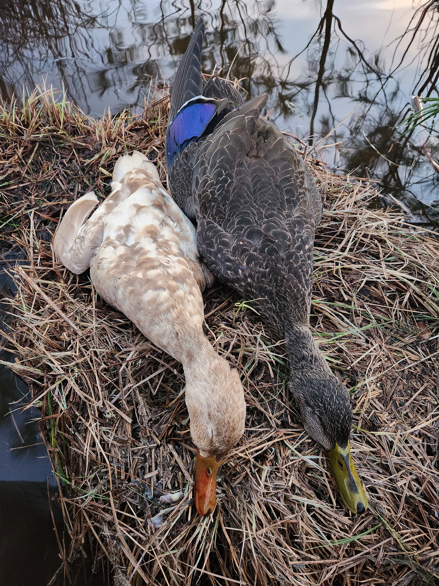 Two American black ducks, one with mostly white feathers.