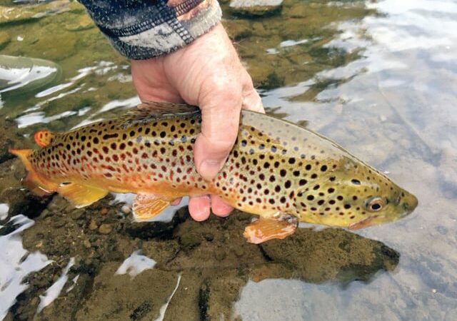 Oak Duke: Remembering the best day fishing the upper Genesee River – Outdoor News