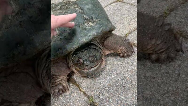 Oh SNAP: Here’s Why You Don’t Pet Snapping Turtles