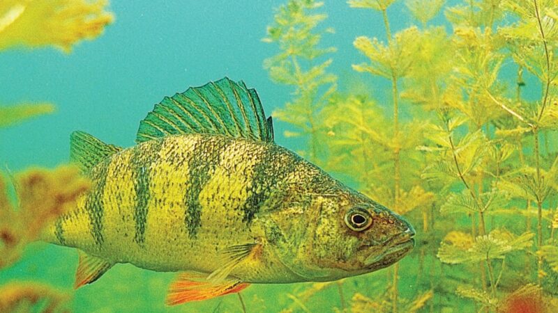 Ohio Sea Grant funds yellow perch experiment – Outdoor News