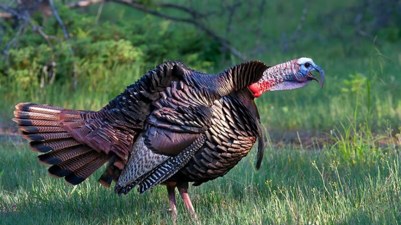 Ohios’ spring wild turkey kill dips a bit from ’23 – Outdoor News