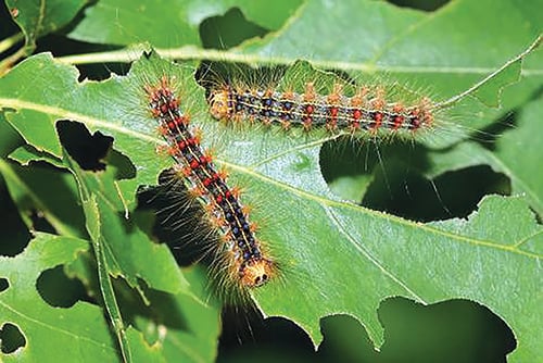 Pennsylvania Game Commission will be spraying 46 game lands to control gypsy moths – Outdoor News