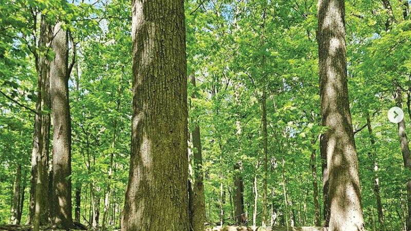 Pennsylvania’s McKeever Tract now part of Old-Growth Forest Network – Outdoor News