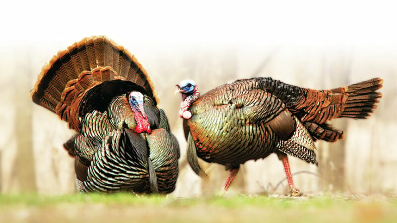 Play the wind to get your gobbler this spring – Outdoor News