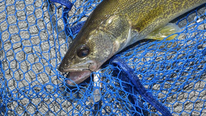 Public can comment on draft of Michigan’s Saginaw Bay walleye/perch management plan through June 1 – Outdoor News