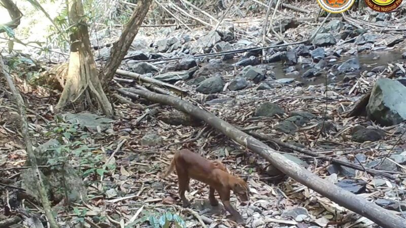 Rare ‘Fire Tiger’ Spotted on Trail Cam in Thailand