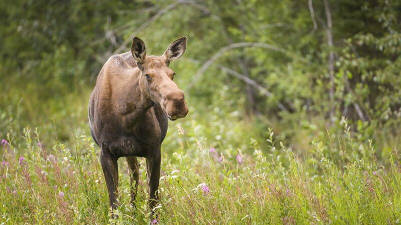 Rare Moose Attack Claims Alaska Photographer’s Life