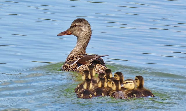 Recent rains welcomed by waterfowl in Minnesota, the Dakotas – Outdoor News