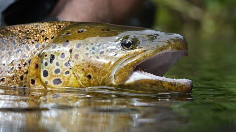 Ron Schara: A brown trout fantasy that almost came true, but still eludes me – Outdoor News