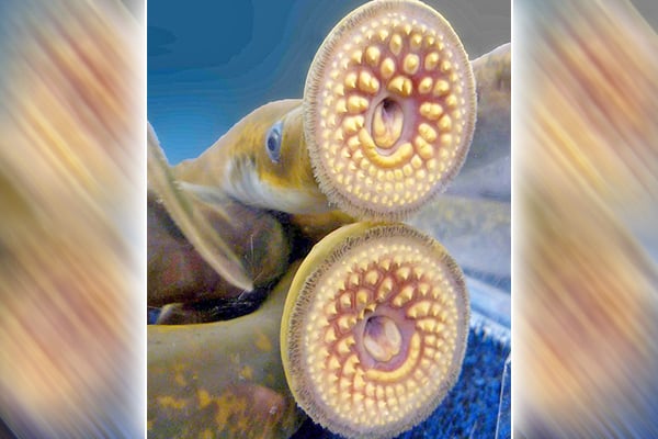 Sea lamprey treatments by New York DEC slated to begin June 4 on Seneca Lake – Outdoor News