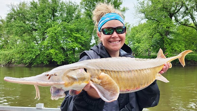 Shovelnose sturgeon sampled from Illinois River – Outdoor News