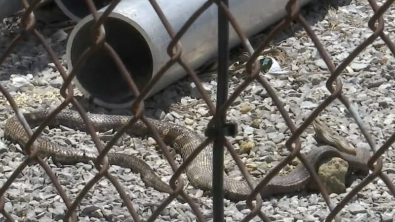 Snakes Are Electrocuting Themselves, Causing ‘Unprecedented Power Outages’ in Tennessee