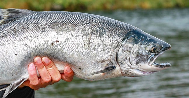 Steve Sarley: Lake Michigan a good bet for spring coho action in Illinois – Outdoor News