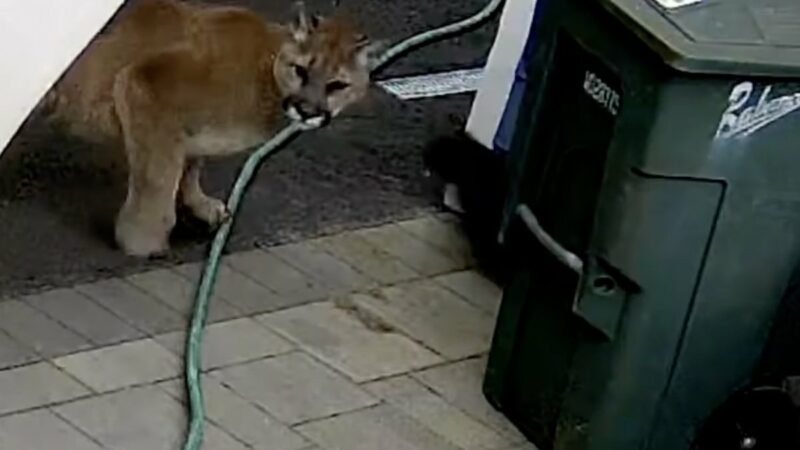 Surprise! Cougar Startles Family With Too-Close Encounter in Washington Backyard