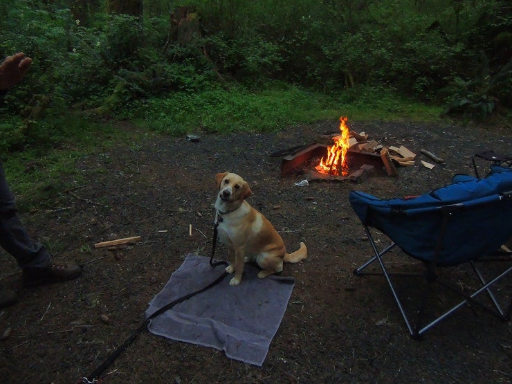 dog in front of finished campfire