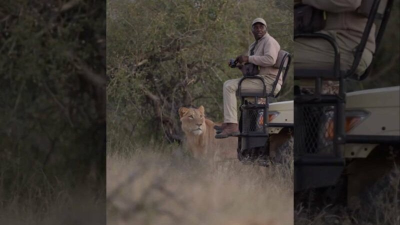 The Mind-Blowing Moment a Lion Snuck up on a Safari Group
