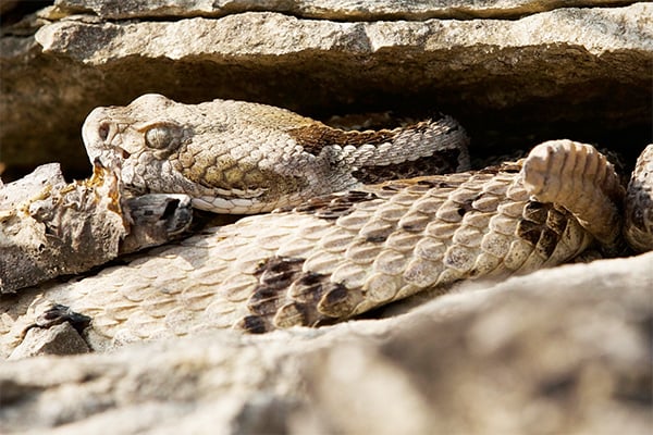 Timing of Illinois’ timber rattlesnake emergence studied – Outdoor News