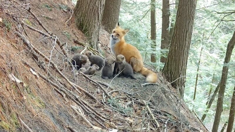 Trail Cam Footage Shows Baby Red Foxes Venturing Outside their Den