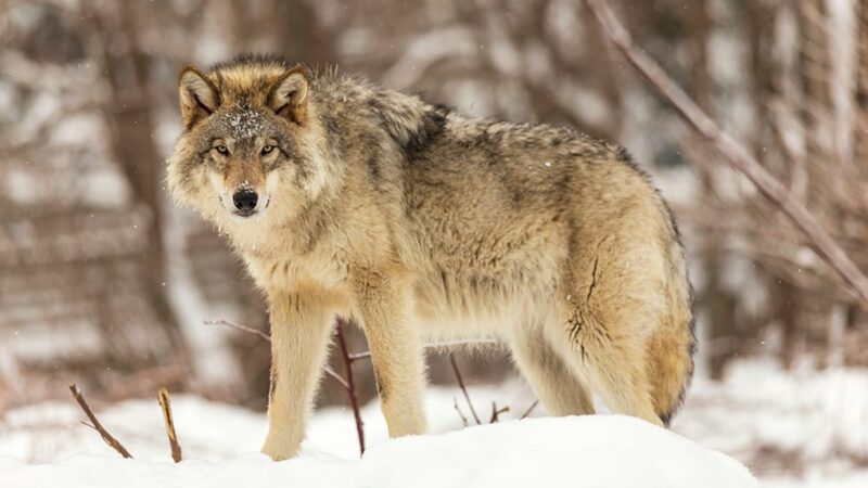 U.S. House votes to remove wolves from endangered list in 48 states – Outdoor News