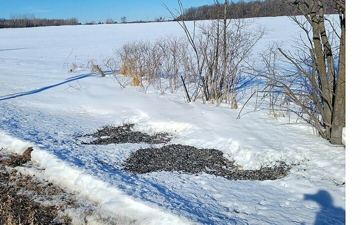 Unusual littering case from Wisconsin involves dead minnows dumped by bait dealers – Outdoor News